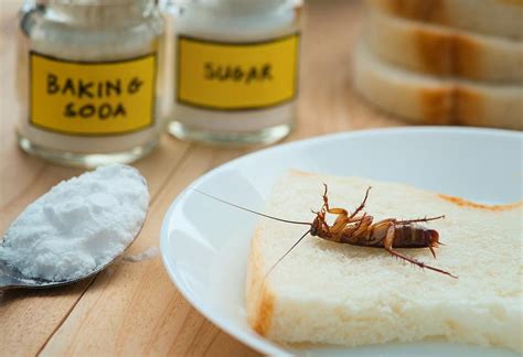 How To Get Rid Of Small Roaches In The Kitchen Wow Blog