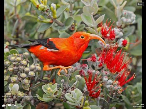 Iʻiwi Birdindigenous To Hawaiʻi Beautiful Birds Birds Volcano