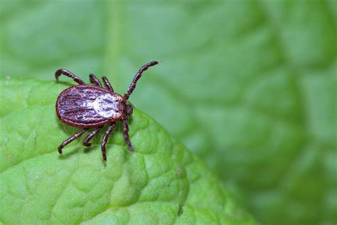 This Is What To Do When You Find Ticks In The House Bob Vila