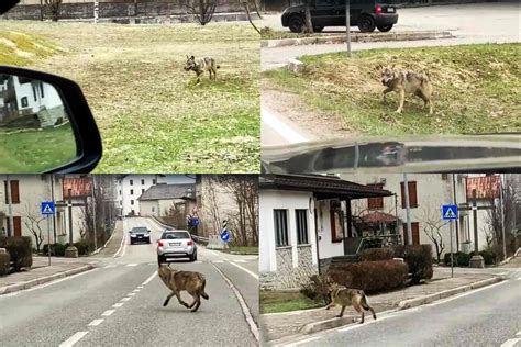 Forni Di Sopra Avvistato Lupo Gorizianews