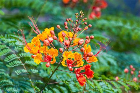 Mexican Bird Of Paradise Seeds Tips And Care Guide For Every Gardener