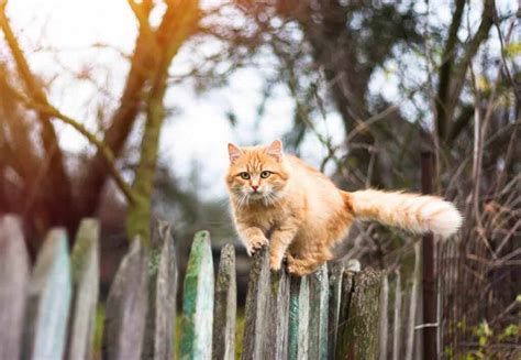 Best Invisible Fence For Cats Reviewed Buyers Guide 2019