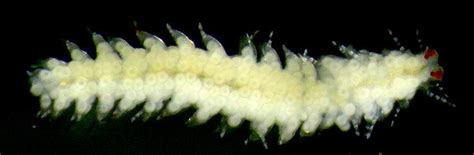 Bizarre Sea Worm With Regenerative Butts Named After Godzillas