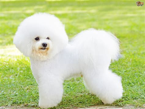 Bichon Frise Dog Breed Facts Highlights And Buying Advice Pets4homes