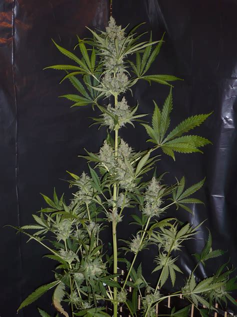 Sensi seeds makes cannabis seeds to grow the best weed by itself! Galería de Variedades: Skunk #1 (Sensi Seeds) PIC ...