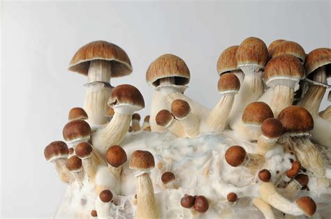 How To Grow Magic Mushrooms At Home
