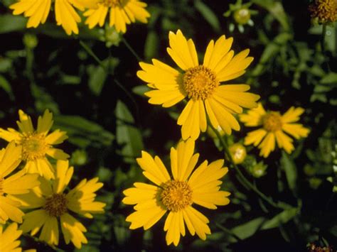 How To Plant And Maintain Lance Leaf Coreopsis Celebrate