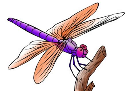 Download High Quality Insect Clipart Dragonfly Transparent Png Images
