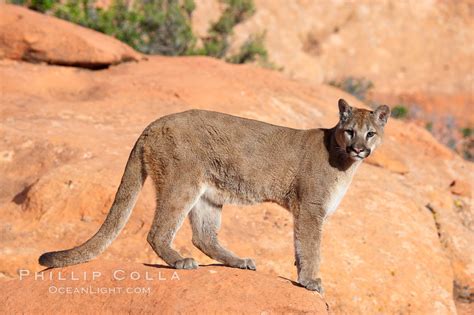 Mountain Lion Puma Concolor 12303 Natural History Photography