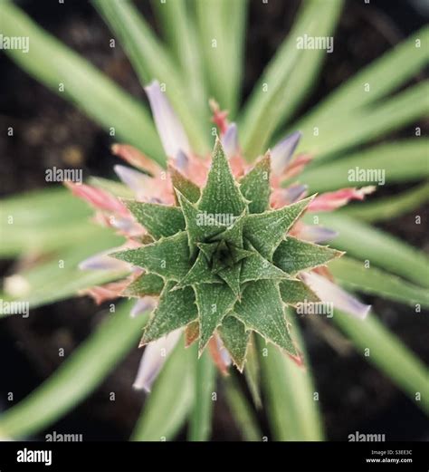 Dwarf Pineapple Plant Taken From Above Ananus Comosus Stock Photo Alamy