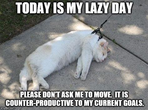 12 Cat Memes Lazy Factory Memes