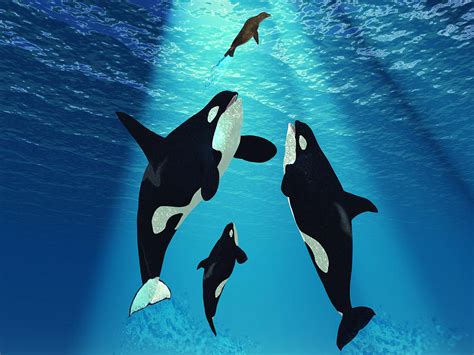 Killer Whales By Corey Ford