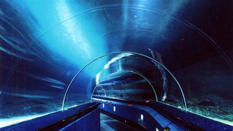 Sea Life Kelly Tarltons Tunnel Refurbishment Auckland New Zealand