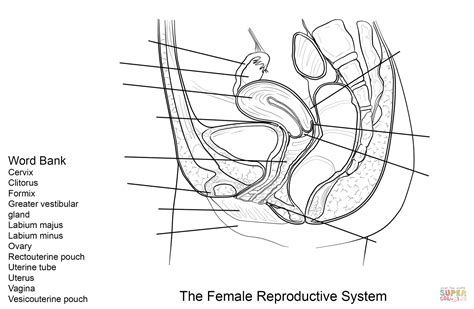 Dibujo De Ejercicio Sistema Reproductor Femenino Para Colorear