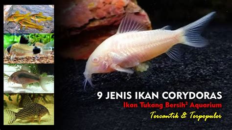 Jenis Ikan Corydoras Ikan Tukang Bersih Bersih Aquarium Youtube
