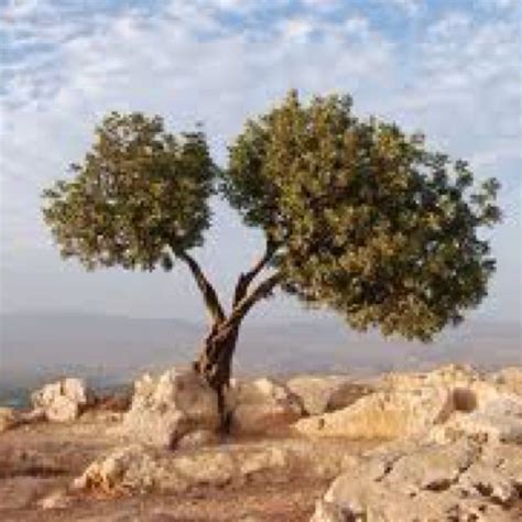 The olive tree looked deader than a door nail within three months. Israel | Olive tree, Scenery, Tree