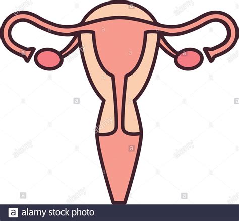 Sistema Reproductivo Femenino Estilo Aislado Imagen Vector De Stock Alamy