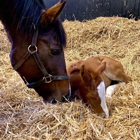 British Champions Series On Instagram 🚨foal Alert🚨 This Cute Filly Is