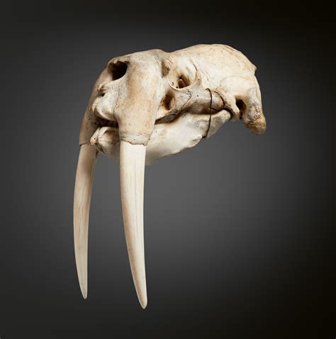 Walrus Skull Lot 12
