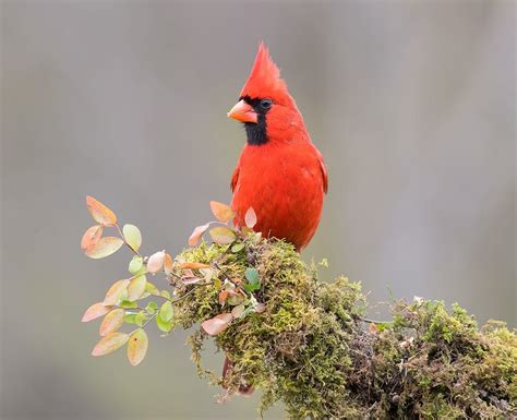 Northern Cardinal Male By Elizabeth E On 500px Northern Cardinal