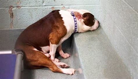 Abandoned Dog Was Shutting Down At The Shelter Shelter Dog Quotes