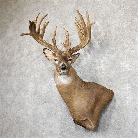 Whitetail Deer Shoulder Mount For Sale 19494 The