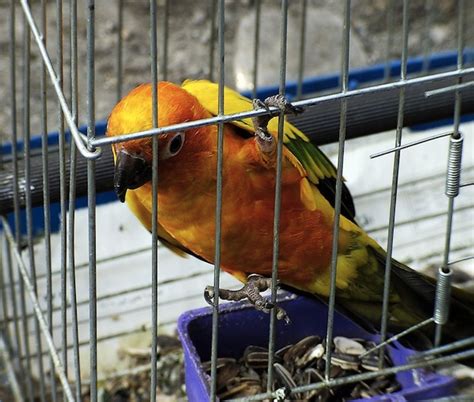 And the result is afilm where the inmates are forcedto work inside a huge wooden structure known as 'the big bird cage'.it's not long before one of the revolutionaries. Tips for Choosing Conure Bird Cages for Pet Conures