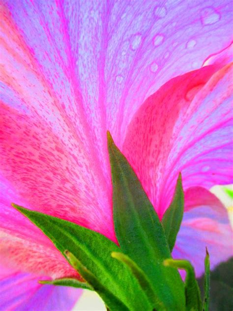 Traveling with your pet to huntington beach. Hibiscus Flower, Huntington Beach | Hibiscus flowers ...