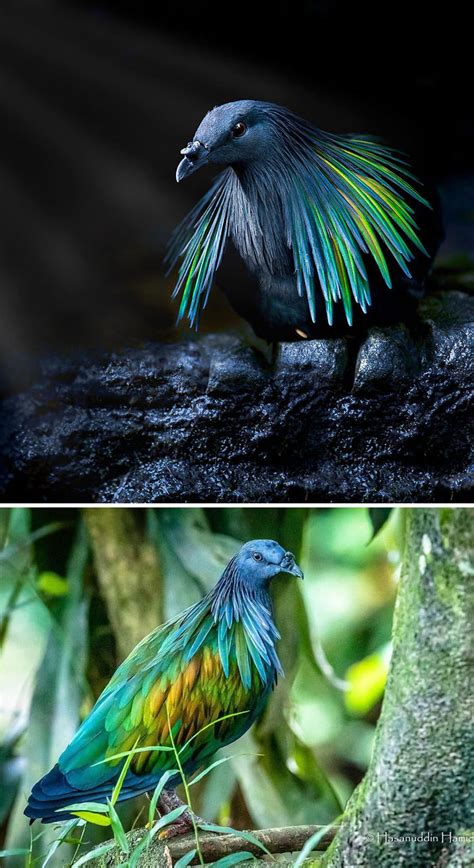 32 ภาพนกพิราบสายพันธุ์หายากและสวยที่สุดในโลก เผยให้เห็นความน่าทึ่งของ