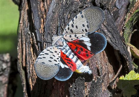 How you can snuff out the pretty, deadly spotted ...