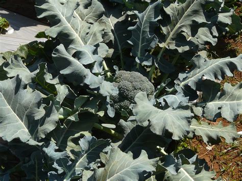 Brassica Oleracea Var Italica A Photo On Flickriver