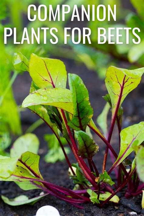 7 Best Companion Plants For Beets And 4 To Avoid