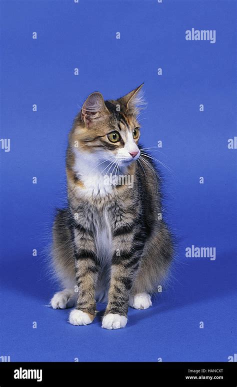 Norwegian Forest Cat Stock Photo Alamy