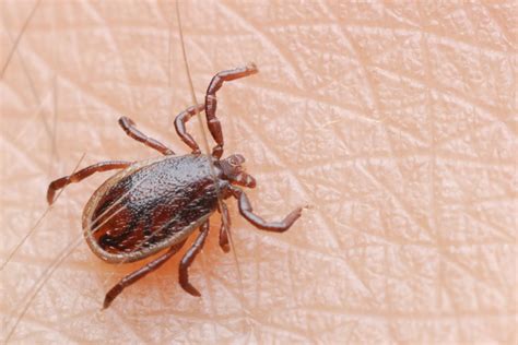 Watch Out For Ticks Treat Them Right Alabama Cooperative Extension