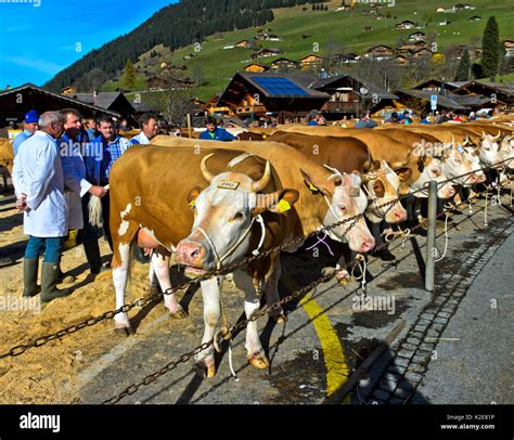 members of the jury will review simmental cows at a cattle show lauenen canton of berne