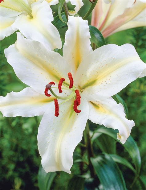 Pixie Oriental Lilium Golden Romance Tesselaar