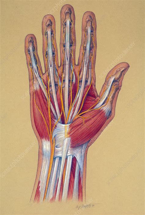 Hand Anatomy Stock Image P3200040 Science Photo Library