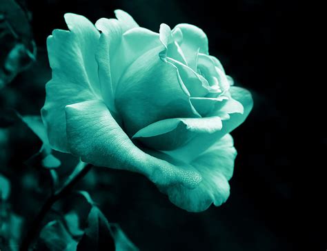 Maybe you would like to learn more about one of these? Midnight Rose Flower in Teal Photograph by Jennie Marie Schell
