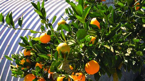 Orange Renaissance Organic Gardener Magazine Australia