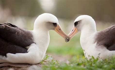 Why Seabirds In The Pacific Are Eating Plastic Oceana