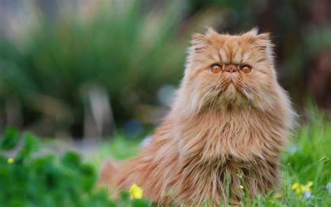 Images Of Persian Cats Persian Cats For Sale Castro Valley CA 289310