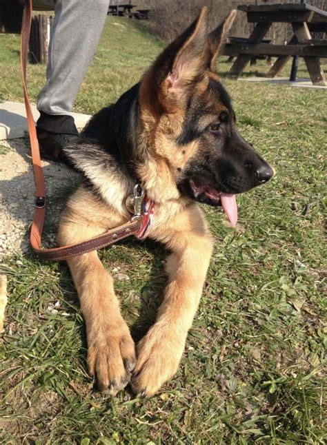 Obtain Fantastic Recommendations On German Shepherd They Are Actually