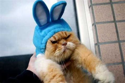 Adorable Cats In Funny Costumes Klykercom