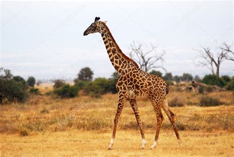 Giraffe In The African Savannah ⬇ Stock Photo Image By © Znm666 7882984