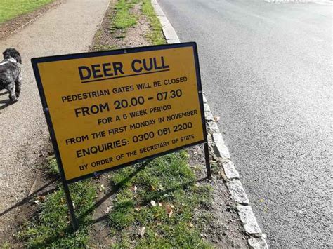 Dates For Deer Cull In Richmond Park Announced Local News News Richmond Nub News By The
