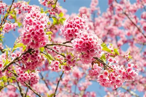 Japanese Sakura Cherry Blossom With Soft Focus On Blue Stock Photo