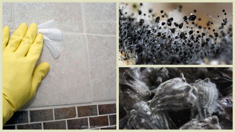 How To Get Rid Of Black Mold Safely And Naturally Removing Mold From