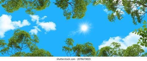 Green Tree Leaves Panoramic Blue Sky Stock Photo 2078673823 Shutterstock