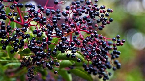 Edible Wild Plants Elderberry Sambucus Canadensis