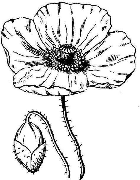 How To Draw A Poppy Poppies My Favorite Flower Pinterest